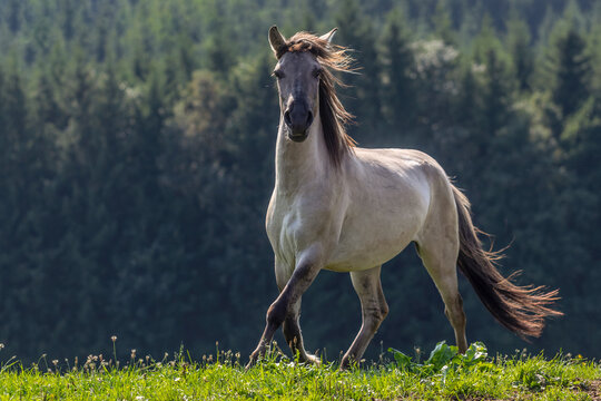 A young konik horse gelding on a pasture in summer outdoors