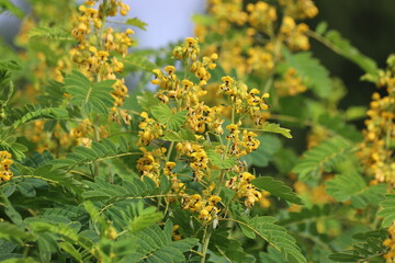 Senna hebecarpa. Yellow wild senna blossoms , close up.