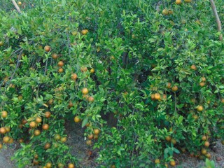 photo of an orange tree that has fruit and looks ready to be picked