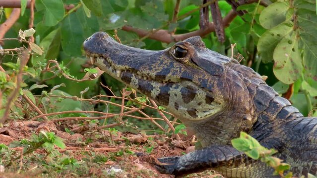 Alligator in the swamp. Yacare caiman resting in wetlands. Real nature scene. 