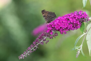 Close up of a peacock butterfly (aglais io) on a butterfly bush (buddleja davidii)