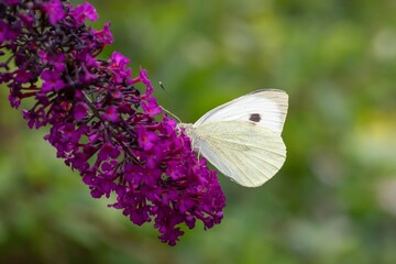 Close up of a cabbage white (pieris rapae) butterfly on a buddleja flower