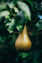 Fresh, homegrown and organic pears ready for harvest in garden, autumn harvest season
