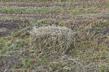 Field with square sheaves of hay