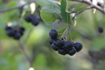 Aronia berry bush - superfruit that boosts your body’s immune system to combat stress-related diseases, close up	