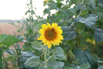 Sunflower with a bee on the background of a wheat field