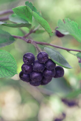 Aronia berry bush - superfruit that boosts your body’s immune system to combat stress-related diseases, close up	