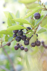 Aronia berry bush - superfruit that boosts your body’s immune system to combat stress-related diseases, close up	