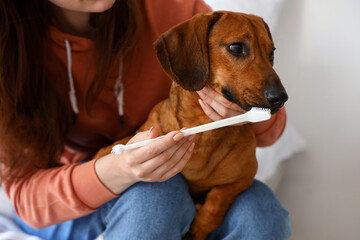 Young woman brushing teeth of her dachshund dog in bedroom, closeup
