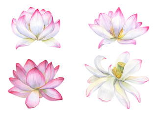 Set of delicate pink flowers. Withering water lily, Indian lotus, sacred lotus. Watercolor illustration isolated on white background. Hand drawn composition for poster, cards, logo, label