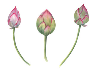 Lotus buds. Composition of pink water lily, green stems. Watercolor illustration isolated on white background. Hand drawn composition for wedding design, yoga center