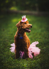 Mini Labra Doodle puppy birthday photo with a pink tutu and tiara. © Vaughn