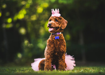 Mini Labra Doodle puppy birthday photo with a pink tutu and tiara. © Vaughn