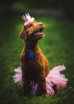 Mini Labra Doodle puppy birthday photo with a pink tutu and tiara.
