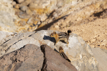 Ground squirrel perched on a rock