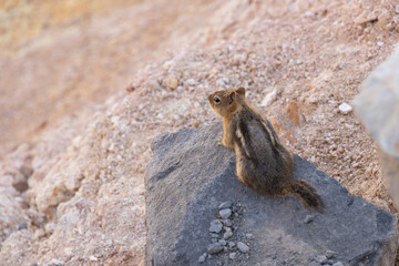 Ground squirrel perched on a rock