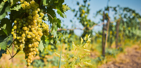 Fototapeta premium Ripe green grapes in the vineyards before harvest, selective focus, banner idea with space for text