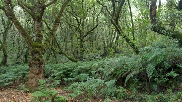 Jungle at Levada trail Um Caminho Para Todos