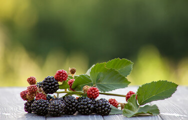 A plump blackberry on a lush green background showcases nature's bounty