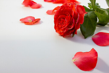 The striking beauty of a red rose is accentuated by lush green leaves against white