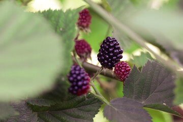 Blackberry bush with ripe and green berries	