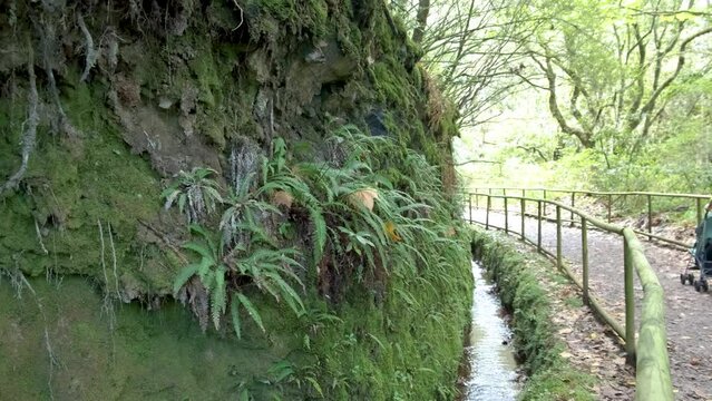 Bracken at Levada trail Um Caminho Para Todos
