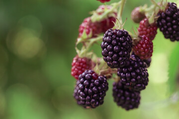 Blackberry bush with ripe and green berries	