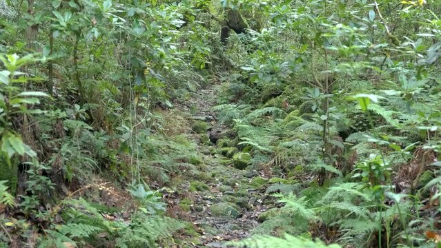 Jungle at Levada trail Um Caminho Para Todos