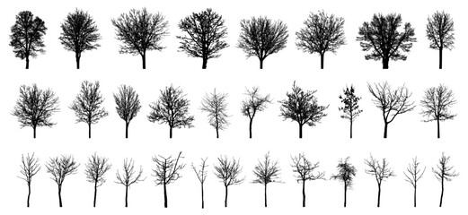 Bare deciduous trees silhouette, set. Beautiful different leafless trees.  Vector illustration