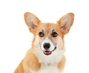 Cute Corgi dog isolated on white background