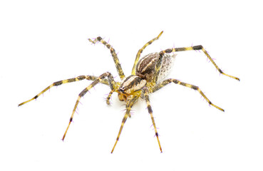 American grass spider - a genus of funnel weaver arachnid in the Agelenopsis sp genus. They construct a non sticky sheet of silk with a round opening. Isolated on white background top side front view