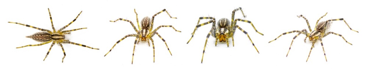 American grass spider - a genus of funnel weaver arachnid in the Agelenopsis sp genus. They construct a non sticky sheet of silk with a round opening. Isolated on white background four views