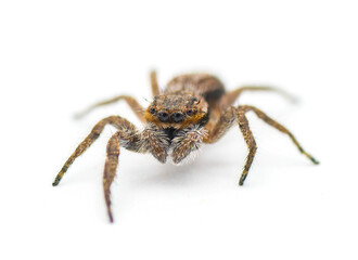 Tan or familiar jumping spider - platycryptus undatus - brown arachnid that hides under tree bark or crevices camouflaged with chevron pattern on abdomen isolated on white background front face view