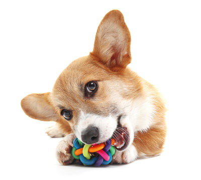 Cute Corgi dog playing with toy isolated on white background