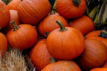 orange pumpkins, pumpkin harvest after rain