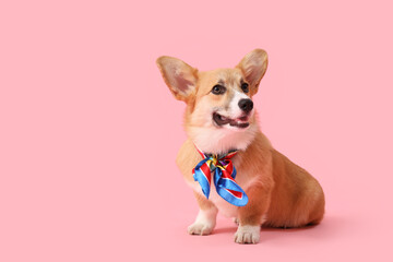 Cute Corgi dog with colorful bow on pink background