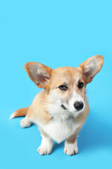 Cute Corgi dog sitting on blue background