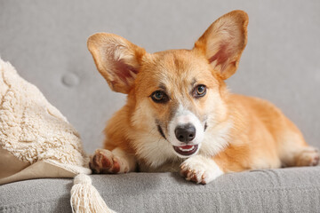 Cute Corgi dog lying on grey sofa in living room