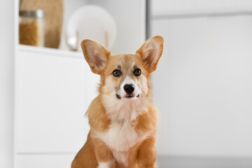 Cute Corgi dog sitting on floor in kitchen