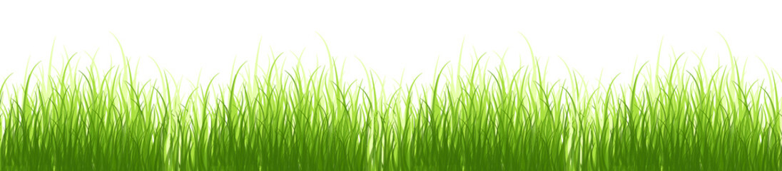 A bunch of grass. Springtime tender grass, isolated on transparent without shadow. PNG.
