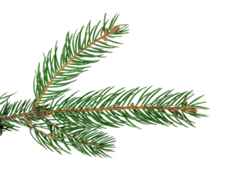 Pine branches isolated on transparent without shadow. PNG