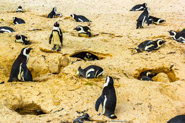 South african penguins colony of spectacled penguins penguin Cape Town.
