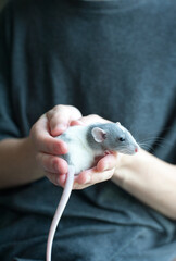 Portrait of small dumbo rat safely sitting in woman's palms