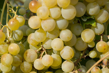 Uva blanca madurando en el viñedo