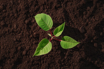 Earth day background, young green sprout growing on soil, ecology concept, organic food, plant a tree, agriculture and farming concept.
