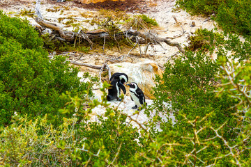 South african penguins colony of spectacled penguins penguin Cape Town.