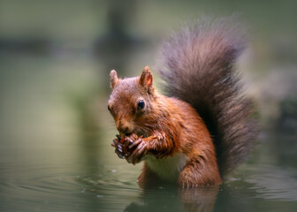 squirrel eating nut in the water