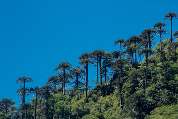 Obraz premium Araucarias del mirador La Bandera de Icalma