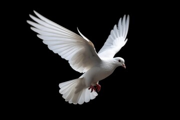 White dove flying isolated on black background - obrazy, fototapety, plakaty