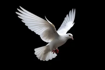 Fotobehang White dove flying isolated on black background © GalleryGlider